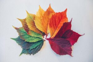 multi colored leaves